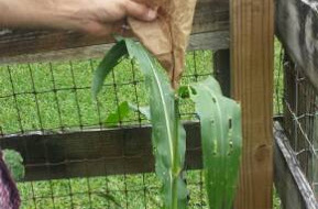 hand pollinating corn