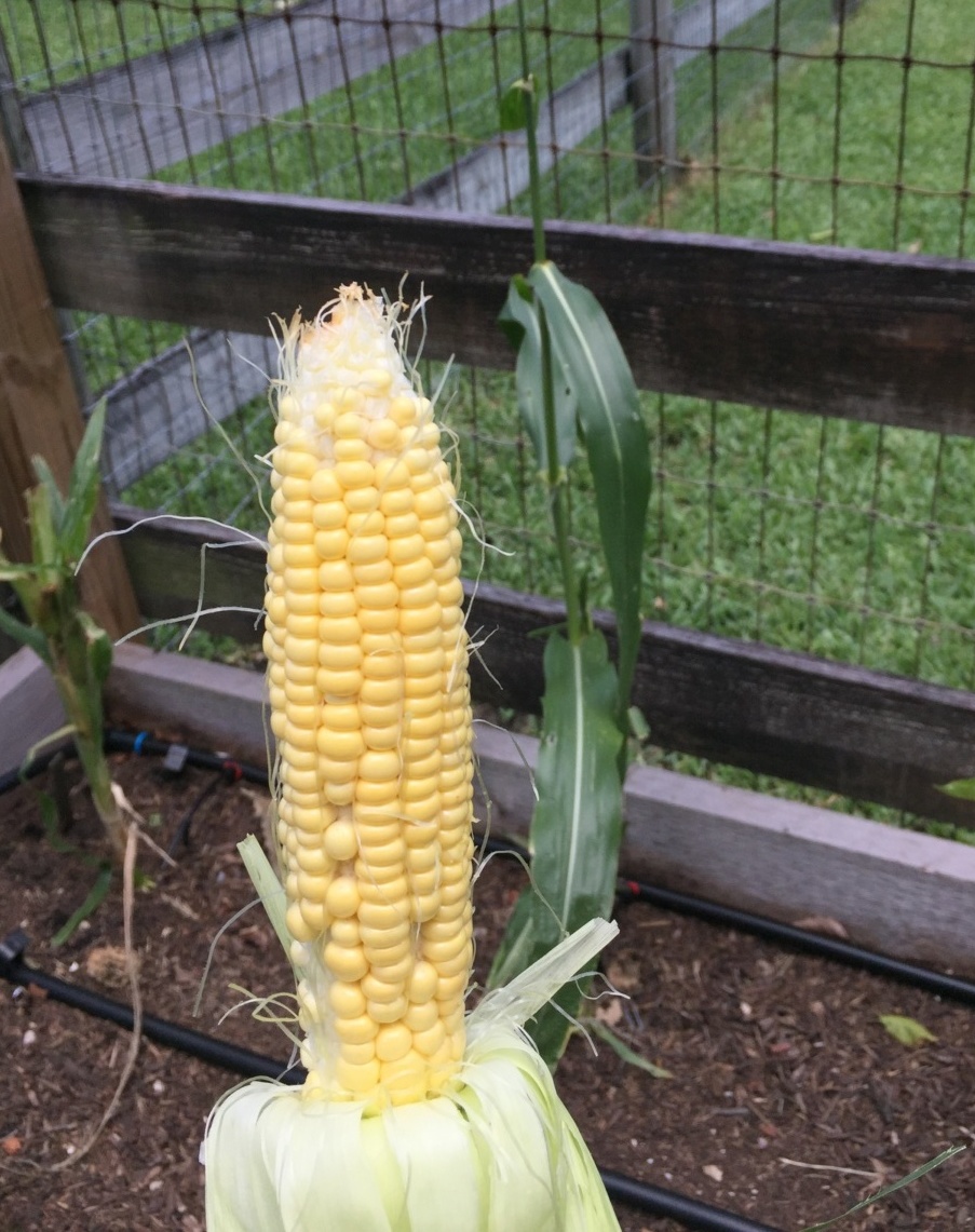 corn harvest